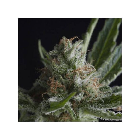 SHARK  FEM X3+1-PYRAMID SEEDS