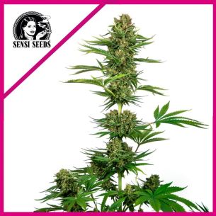 SATIN BLACK DOMINA CBD FEM...