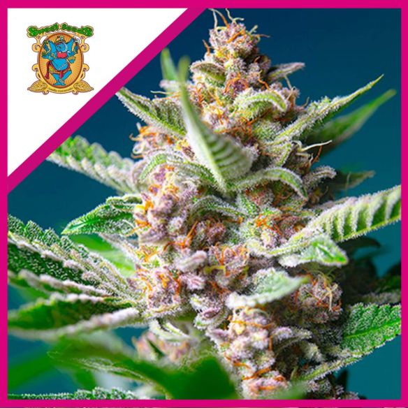 PURPLE PUNCH OG FEM® X3+1-SWEET SEEDS