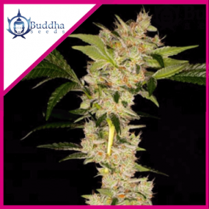 GORILA FEM X3+1 - BUDDHA SEEDS