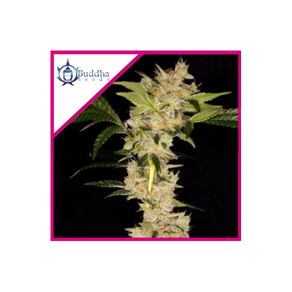 GORILA FEM X3+1 - BUDDHA SEEDS