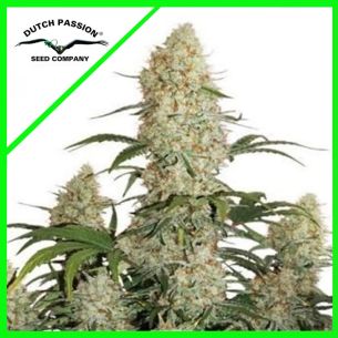 CRITICAL ORANGE PUNCH AUTO...