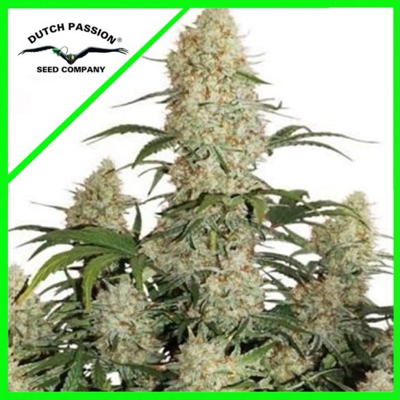 CRITICAL ORANGE PUNCH AUTO X7-DUTCH PASSION