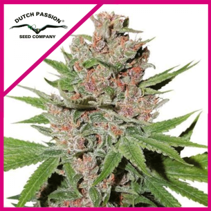 PASSION FRUIT FEM X3-DUTCH...