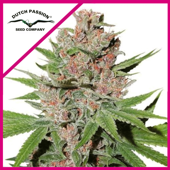 PASSION FRUIT FEM X3-DUTCH PASSION