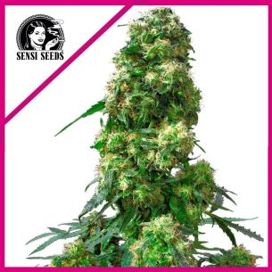 EARLY SKUNK FEM X25-SENSI...