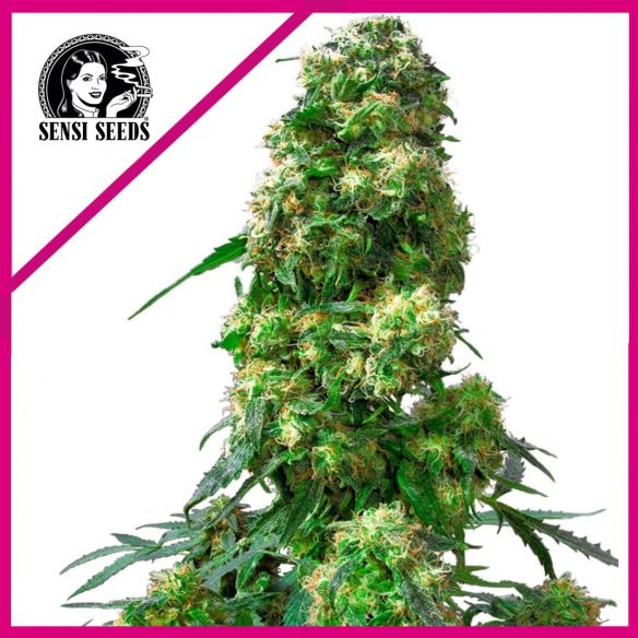 EARLY SKUNK FEM X25-SENSI SEEDS