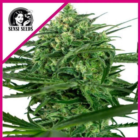 SENSI AMNESIA FEM X3-SENSI SEEDS