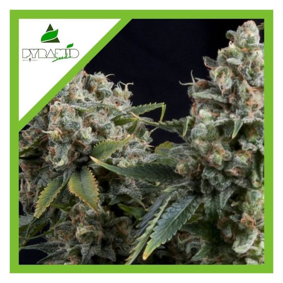 TUTANKHAMON AUTO X3+1-PYRAMID SEEDS