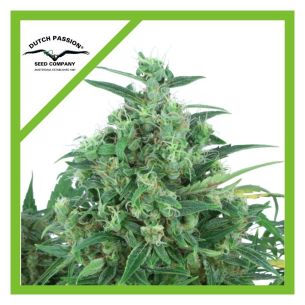 THINK DIFFERENT AUTO...