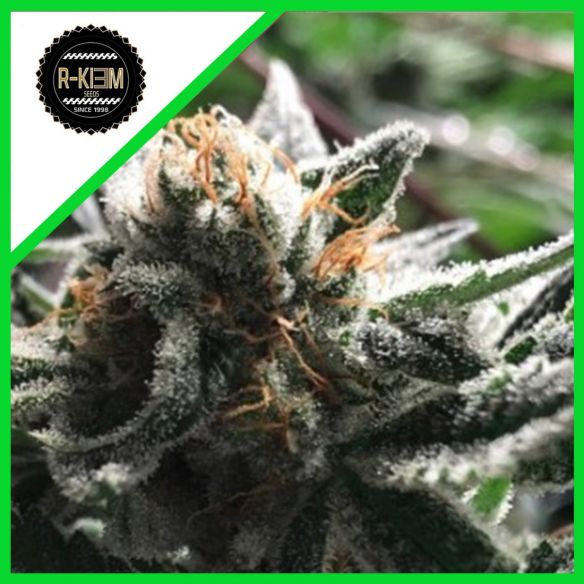 CONDOR AUTO X5-RKIEM SEEDS