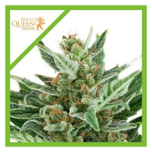 EASY BUD AUTO X3-ROYAL...