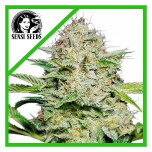 SENSI SKUNK  AUTO X3-SENSI...