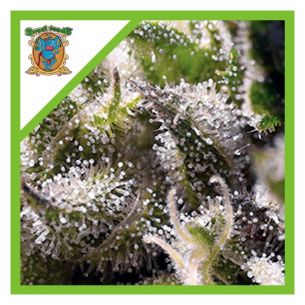 CREAM CARAMEL  AUTO®...