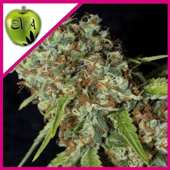 JAMAICAN DREAM CBD FEM X3+1-EVA SEEDS