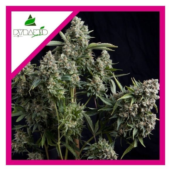 TUTANKHAMON FEM X1-PYRAMID SEEDS