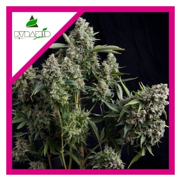 TUTANKHAMON FEM X3+1-PYRAMID SEEDS