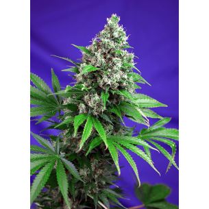 KILLER KUSH  F1 FEM®...