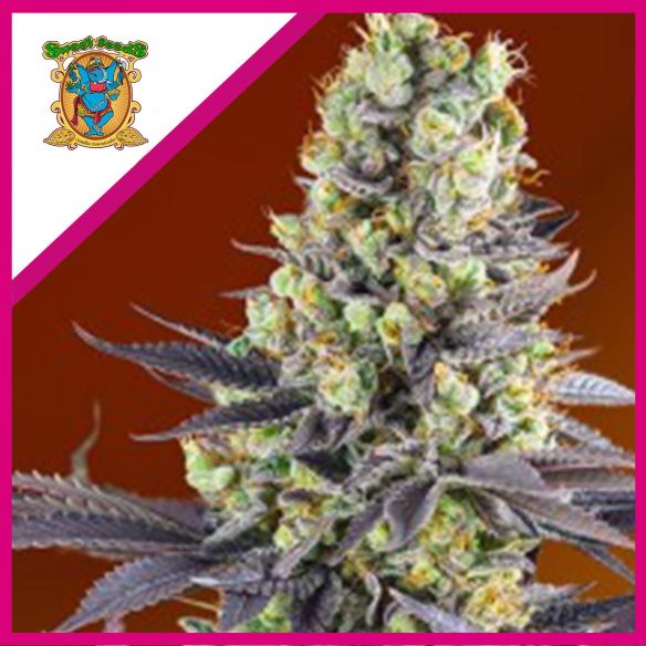 SWEET ZENZATION FEM® X3+1-SWEET SEEDS