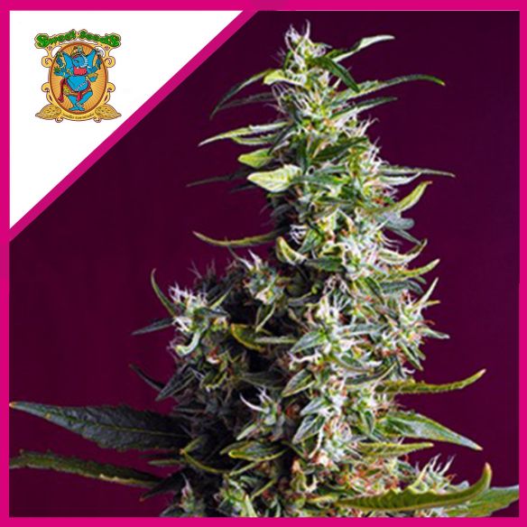 SWEET CHERRY PIE FEM® X5+2-SWEET SEEDS