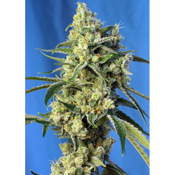 SWEET AMNESIA HAZE  FEM® X3+1-SWEET SEEDS