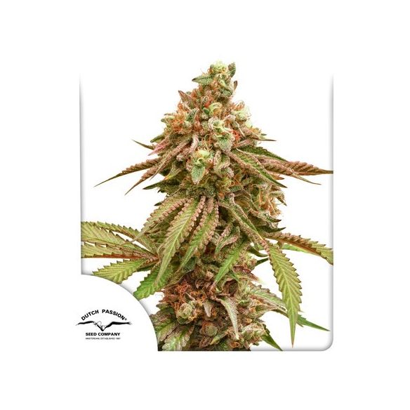 TROPICAL TANGIE X3-DUTCH PASSION