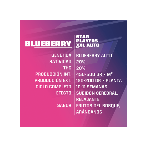 BLUE BERRY  AUTO  X7 -BSF