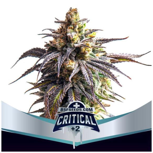 CRITICAL +2 XXL  AUTO X7-BSF