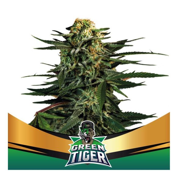 GREEN TIGER FAST FEM X7-BSF
