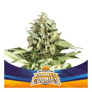 DOUBLE COOKIES SP AUTO X4 -BSF