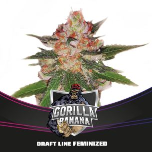 GORILLA BANANA  FEM X4-BSF