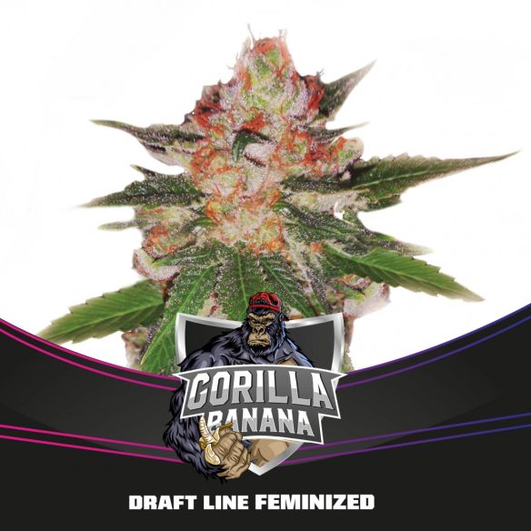 GORILLA BANANA  FEM X4-BSF
