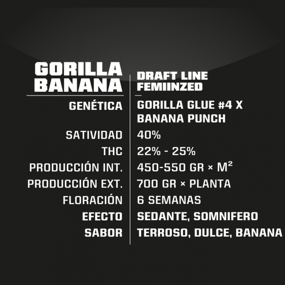 GORILLA BANANA  FEM X4-BSF