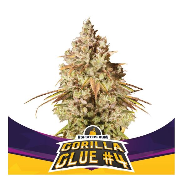 GORILLA GLUE N4 FEM  X2-BSF