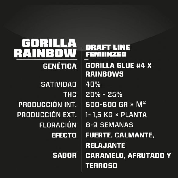 GORILLA RAINBOWS FEM X4 -BSF