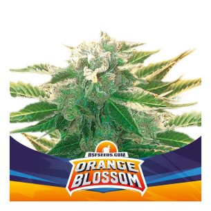 ORANGE BLOSSOM XXL  AUTO X4...