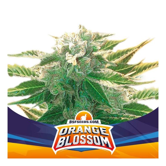 ORANGE BLOSSOM XXL  AUTO X4 -BSF