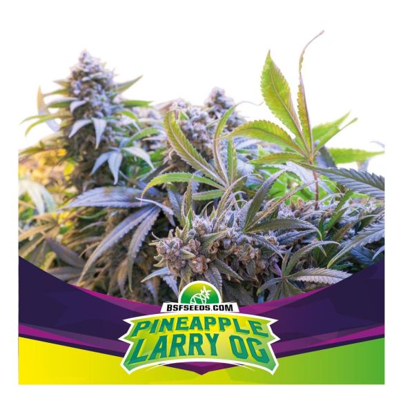 PINEAPLE LARRY OG  FEM  X4 -BSF