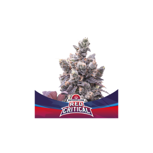 RED CRITICAL  AUTO X7 -BSF