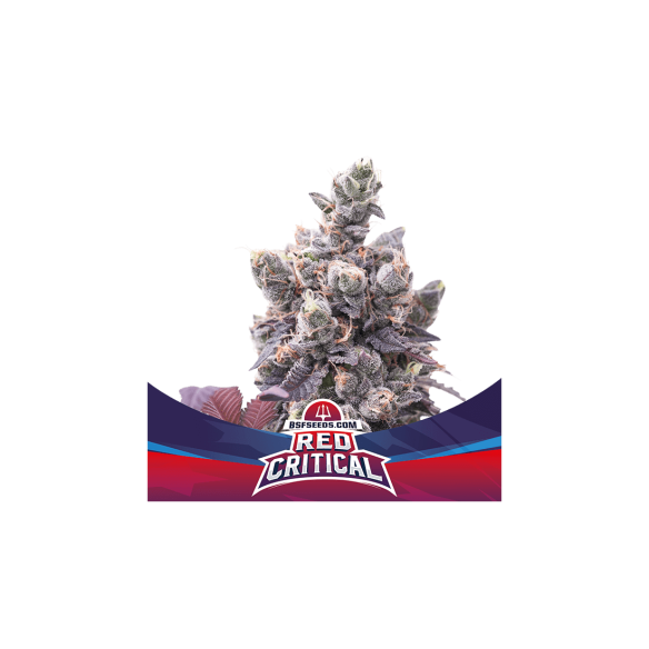 RED CRITICAL  AUTO X7 -BSF