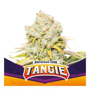 TANGIE  FEM X4-BSF