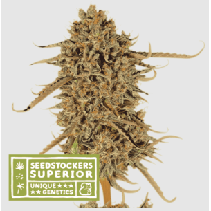 THUNDER BANANA FEM X3...