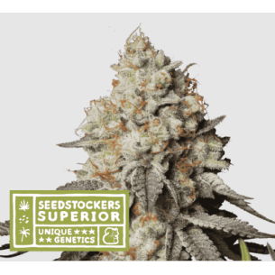 PANTY PUNCH AUTO X3...