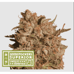 APOLLO BLACK CHERRY AUTO X3...