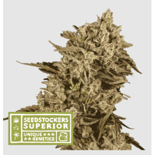 APOLLO BLACK CHERRY FEM X3...