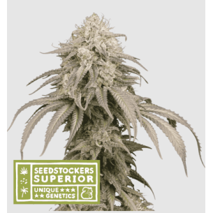 MANDARINE PANTIES AUTO...