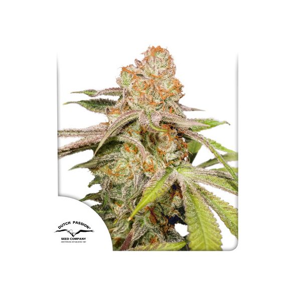 MAC N1 AUTO X3-DUTCH PASSION