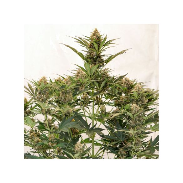 MAC N1 AUTO X3-DUTCH PASSION