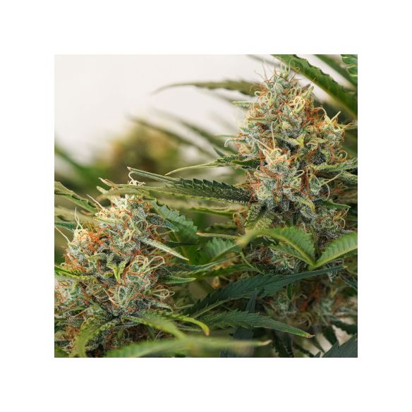 MAC N1 AUTO X3-DUTCH PASSION