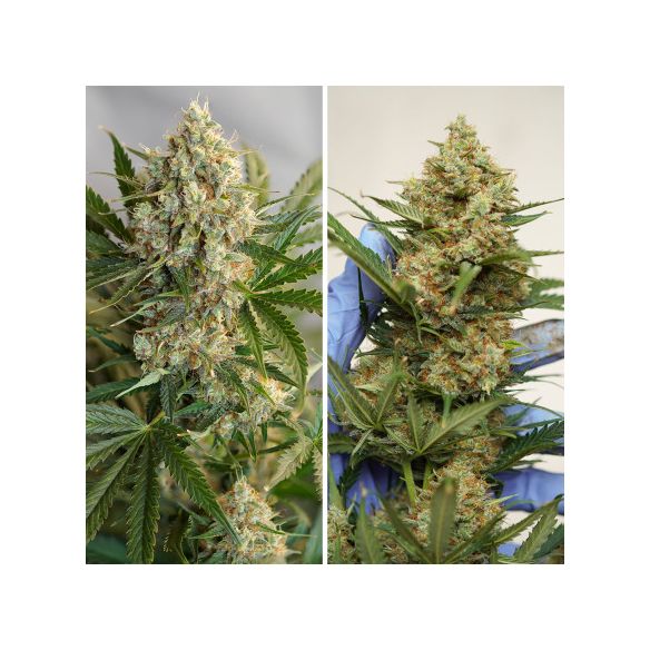 MAC N1 AUTO X3-DUTCH PASSION